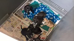 Štěňátka jsou výborného spojení a mají předpoklady pro výst